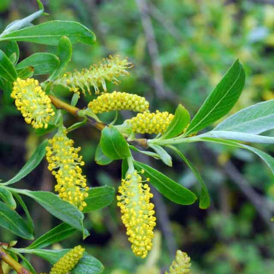 Ива ломкая, С3 - Dolinasad.by