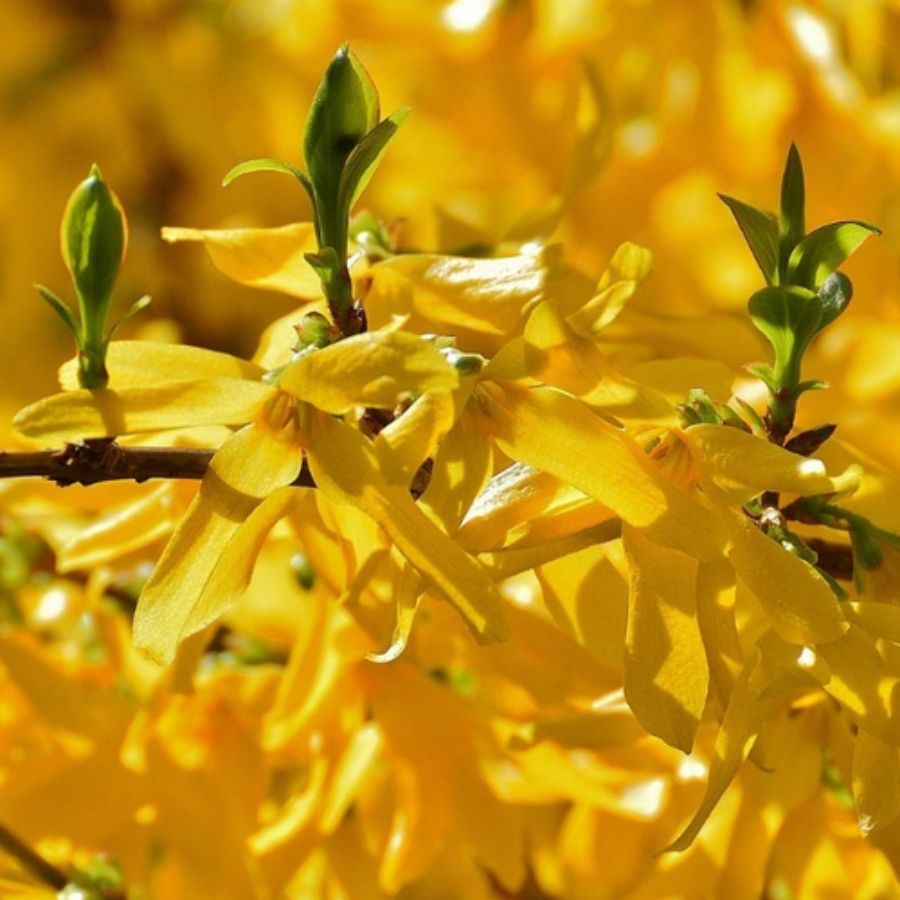 Форзиция промежуточная Уикенд, С3 - Dolinasad.by