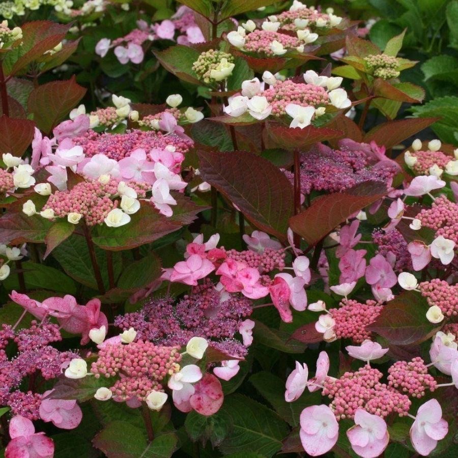 Гортензия пильчатая Дардевил, С3 - Dolinasad.by