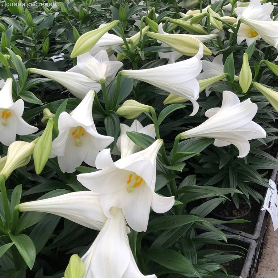 Лилия Миракл Лилия Миракл - Dolinasad.by