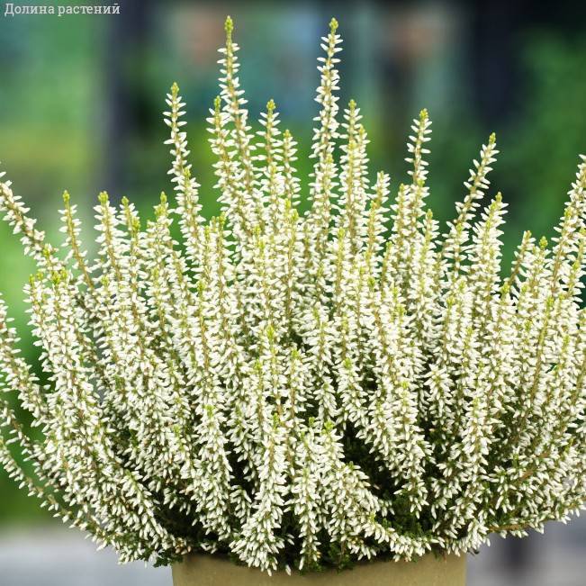 Вереск Альба Прекокс фото