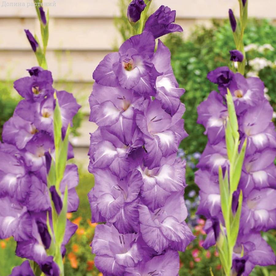 Гладиолус Нори - Dolinasad.by