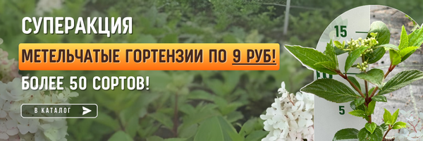 гортензии по 9