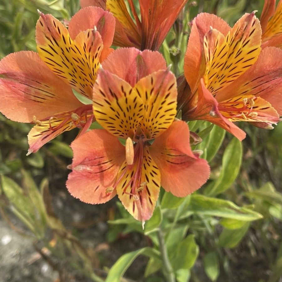 Альстромерия Каллисто - Dolinasad.by