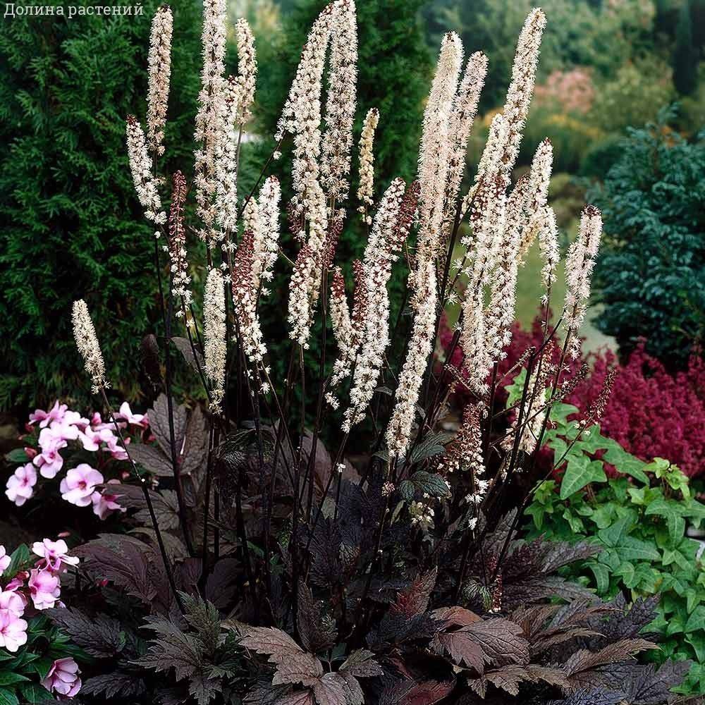 Воронец простой Брюннет - Dolinasad.by