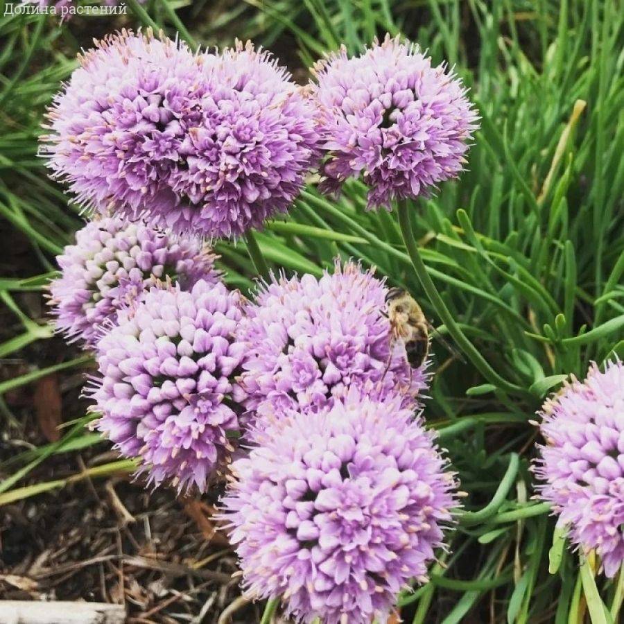 Аллиум сизый Саммер Бьюти - Dolinasad.by