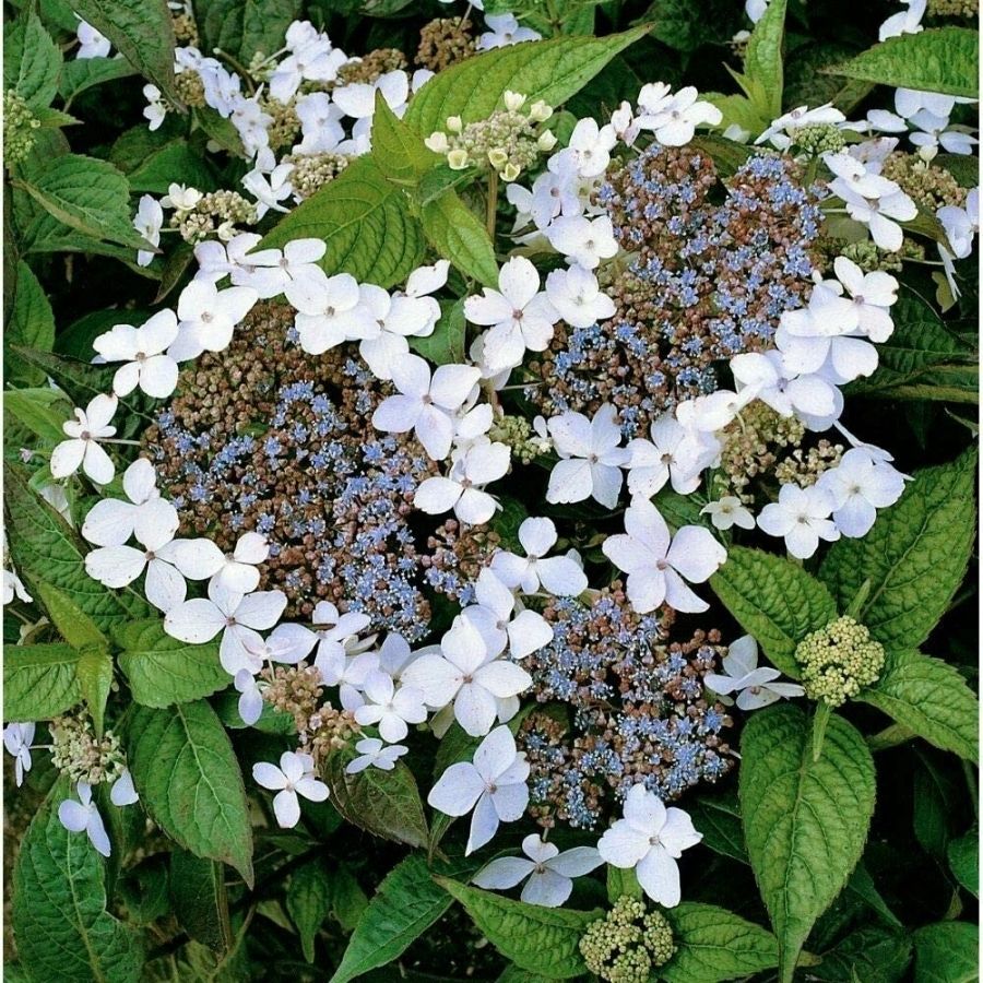 Гортензия крупнолистная Ланарт Уайт, С2 - Dolinasad.by