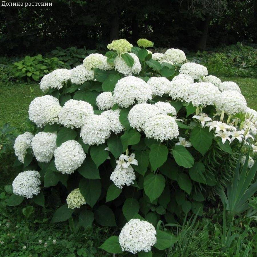 Гортензия древовидная Аннабель, С2 - Dolinasad.by