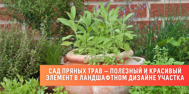 Сад пряных трав — полезный и красивый элемент в ландшафтном дизайне участка
