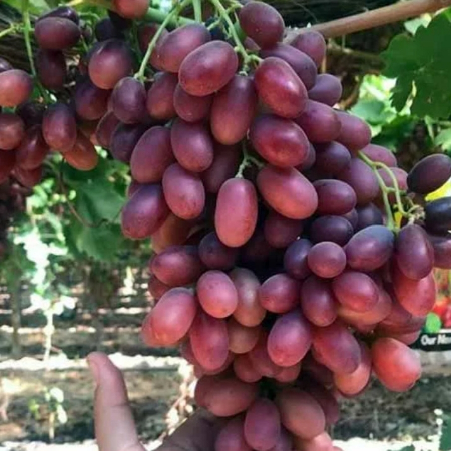 Виноград Кримссон - Dolinasad.by