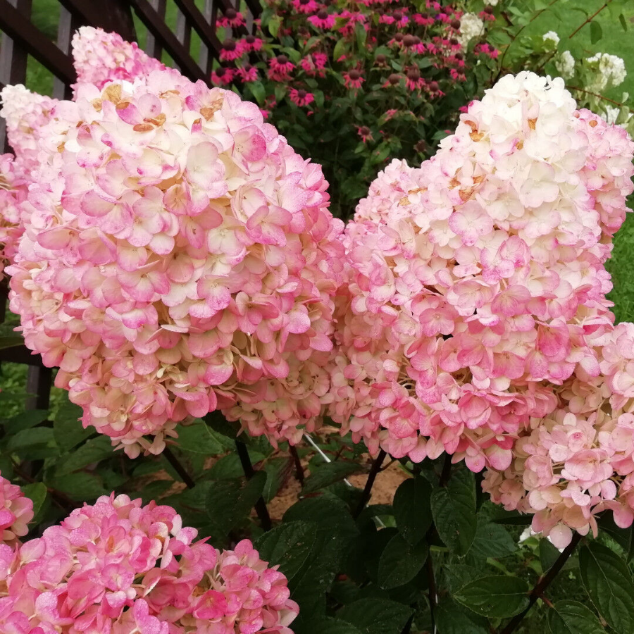 Гортензия метельчатая Расберри Пинк, С2 - Dolinasad.by