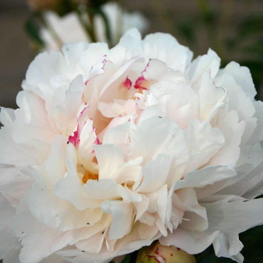 Пион Ми Жюль Дессерт - Dolinasad.by