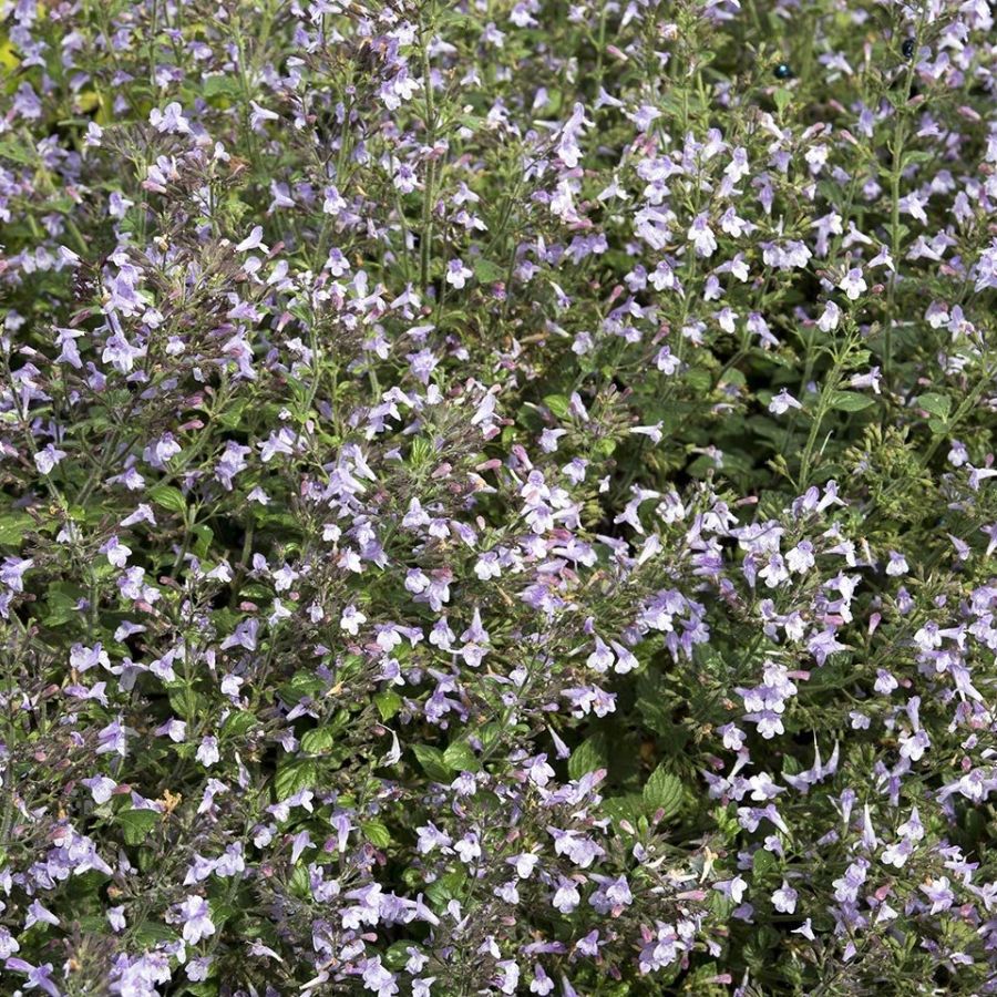 Душевик Блю Клауд - Dolinasad.by