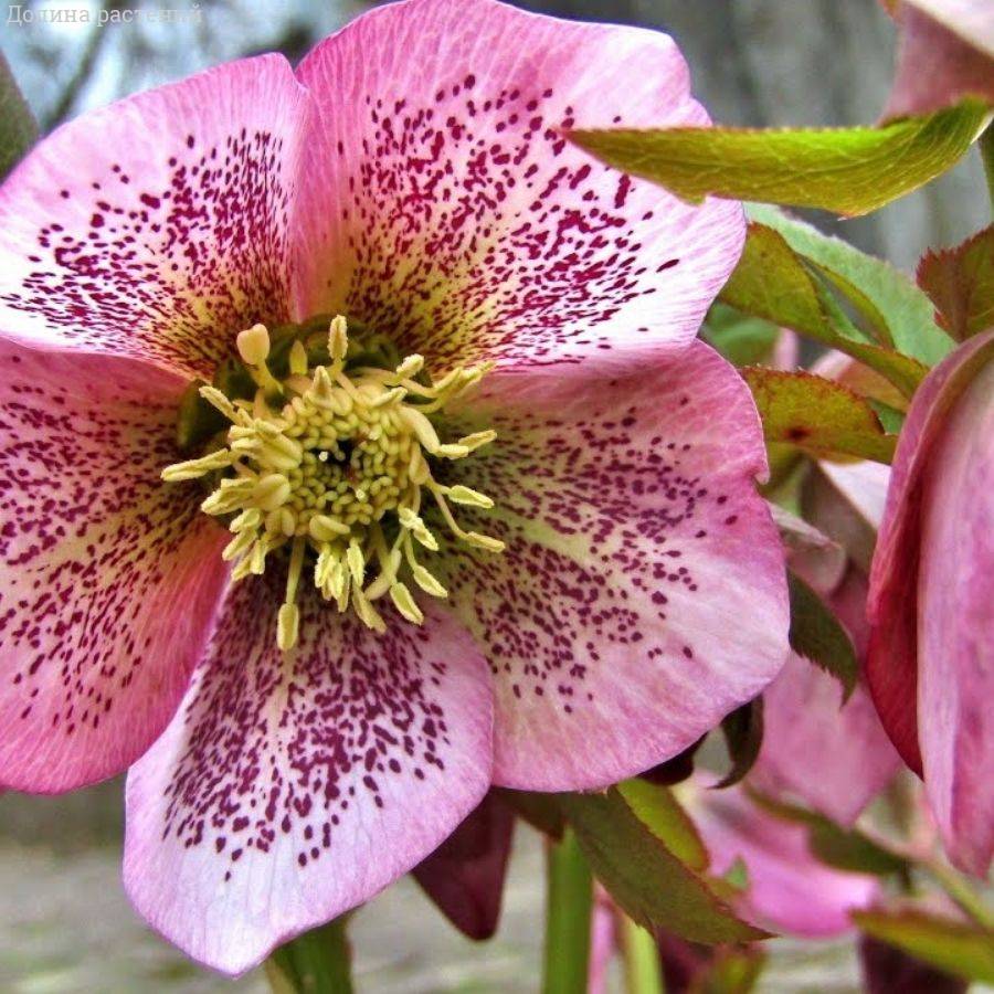 Морозник Монтсегур - Dolinasad.by