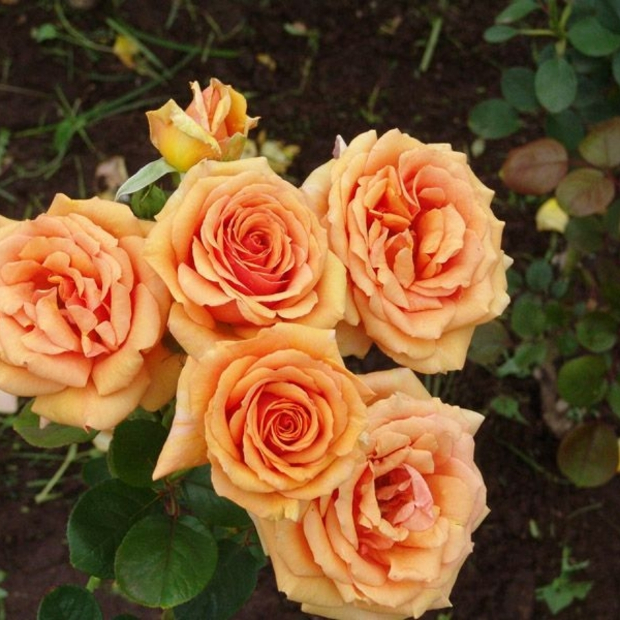 Роза Кингс Дей в горшке - Dolinasad.by