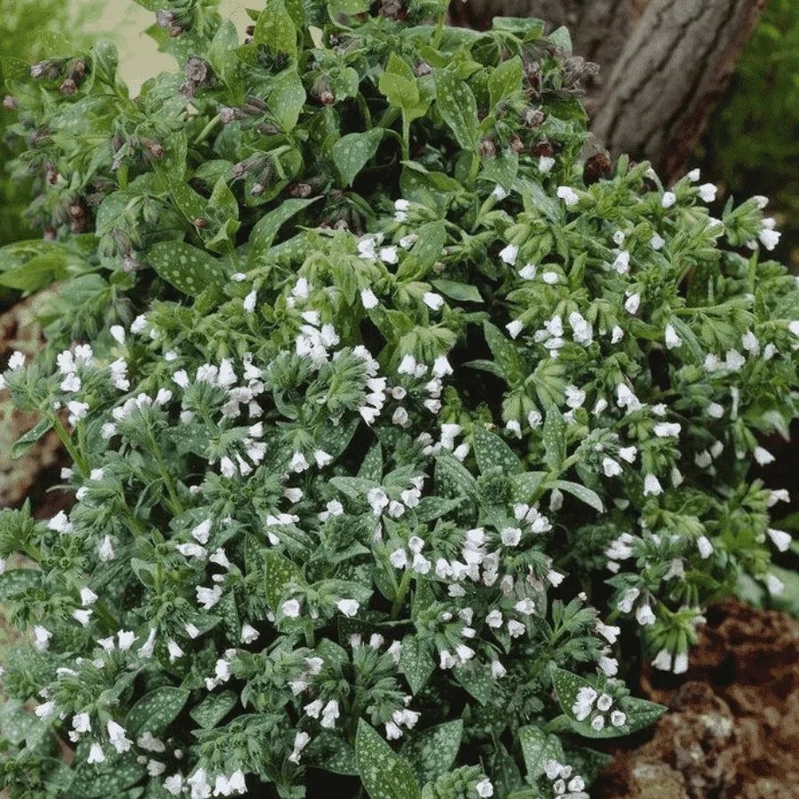 Медуница лекарственная Сиссингхерст Вайт - Dolinasad.by