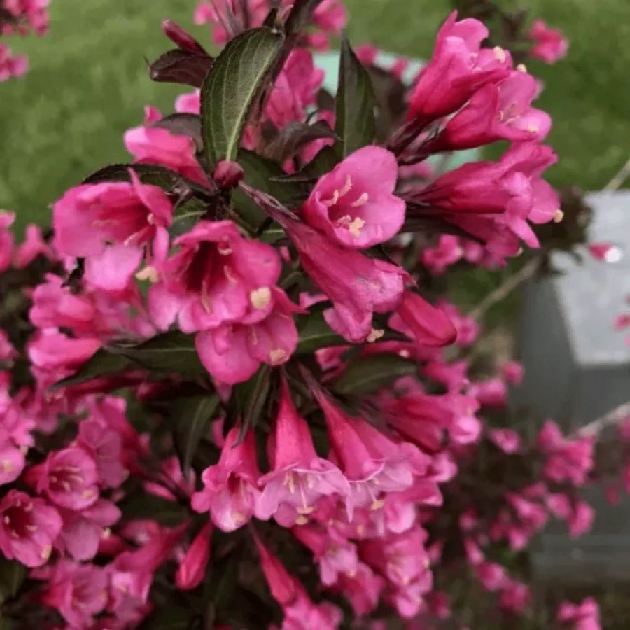 Вейгела цветущая Танго, С3 - Dolinasad.by