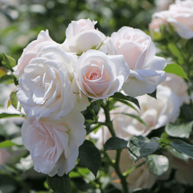 Роза Аспирин-Розе фото