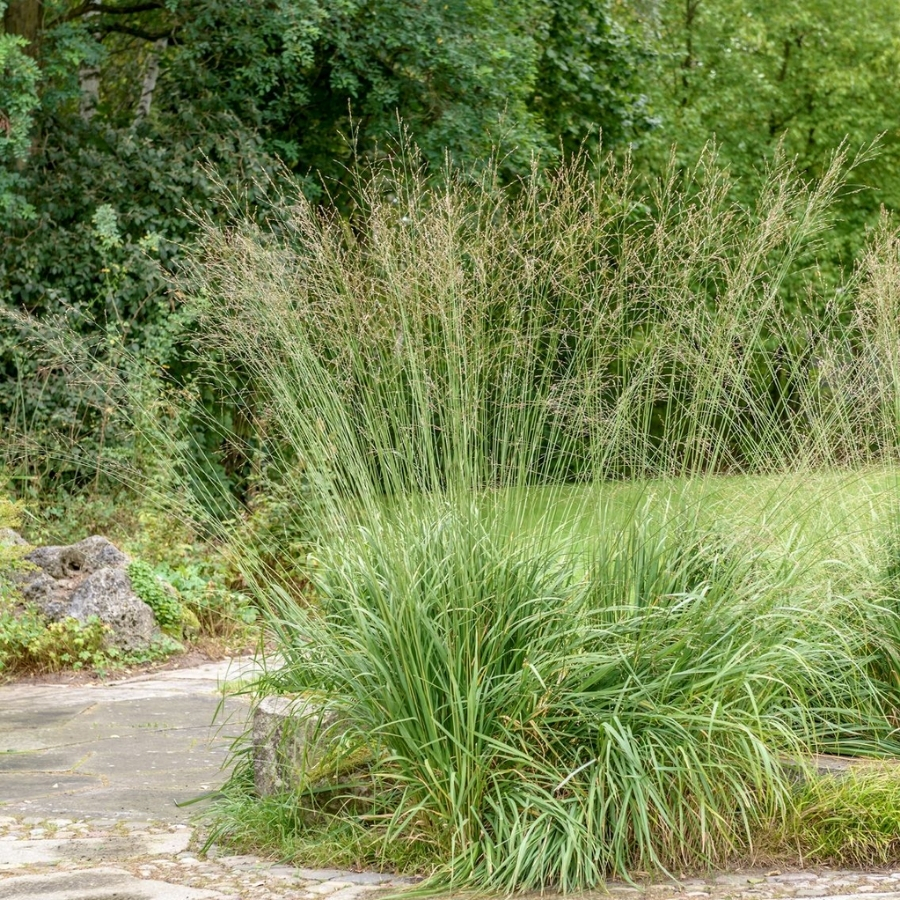 Молиния тростниковая Транспарент - Dolinasad.by