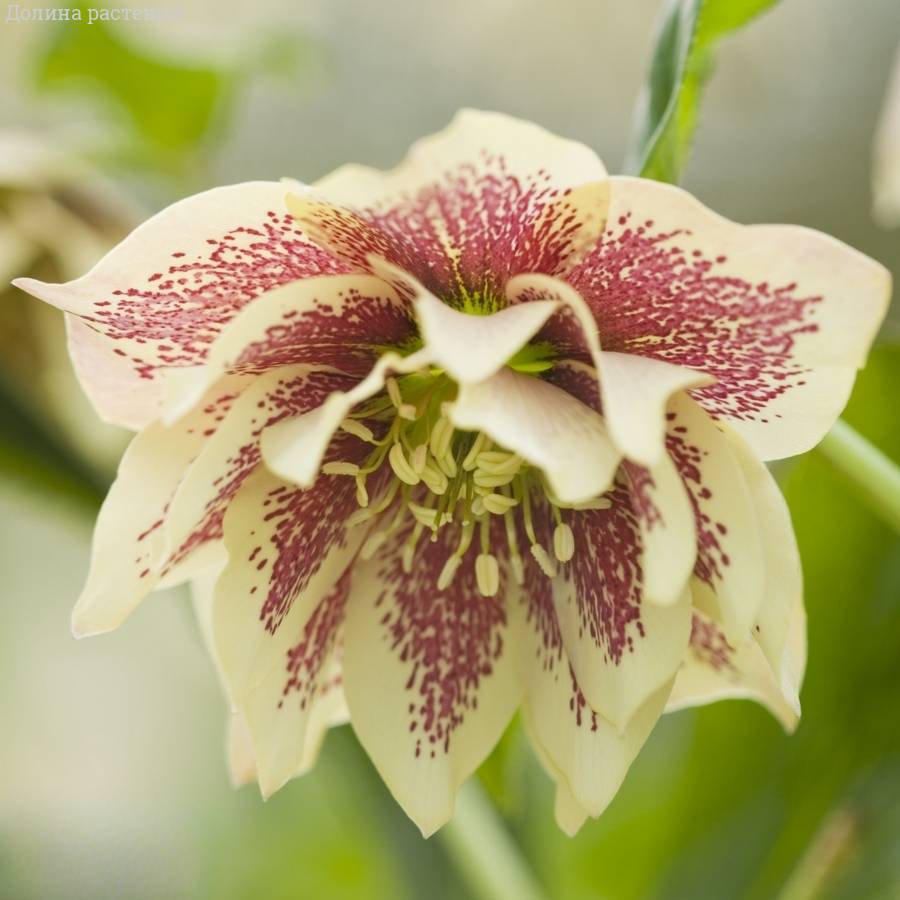 Морозник Дубль Еллоу Спот - Dolinasad.by