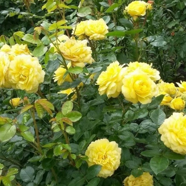 Роза Анни Дюпрей в горшке - Dolinasad.by