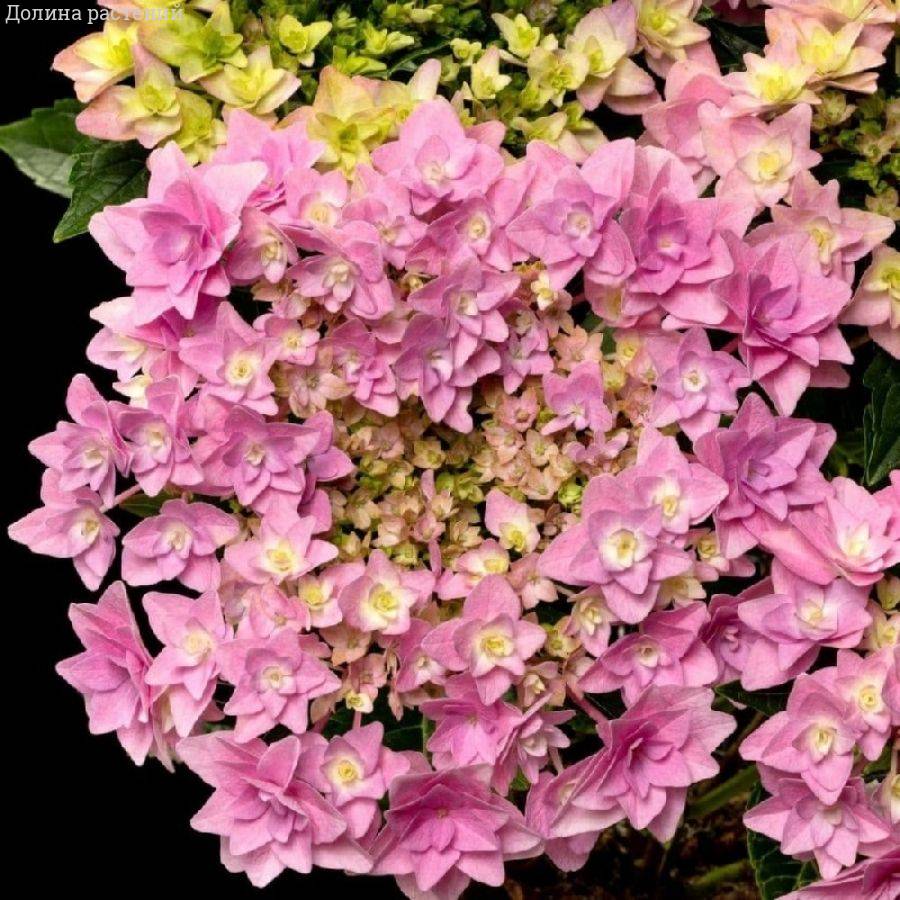 Гортензия крупнолистная Флориа, С2 - Dolinasad.by