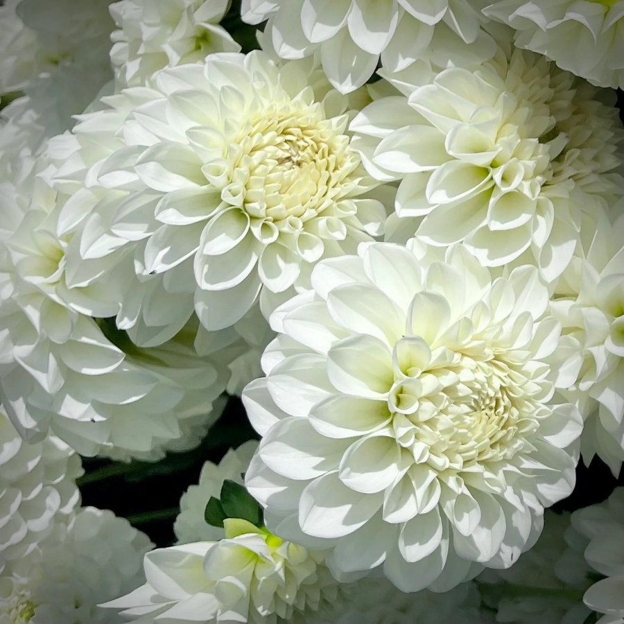 Георгина Бум-Бум Вайт - Dolinasad.by