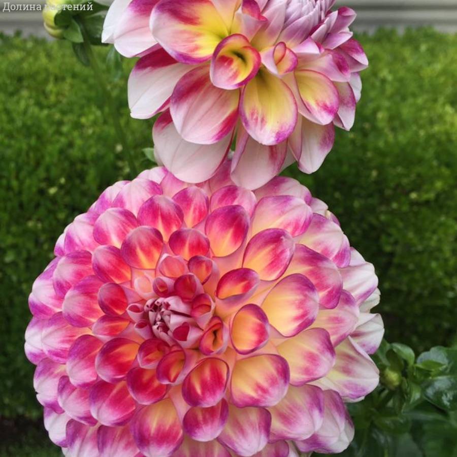 Георгина Хавайи - Dolinasad.by