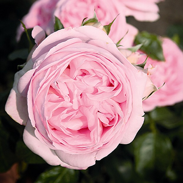 Роза Вояж в горшке - Dolinasad.by