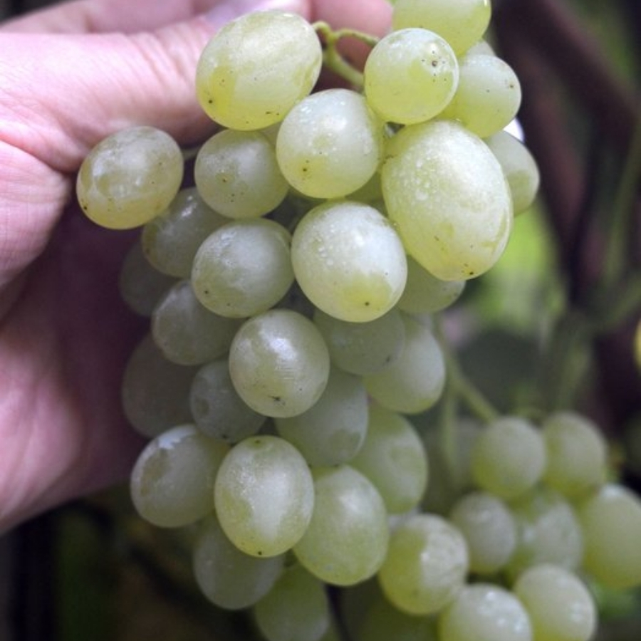 Виноград Регал - Dolinasad.by