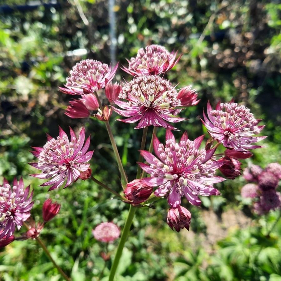 Астранция Дарк Шайни Айз - Dolinasad.by