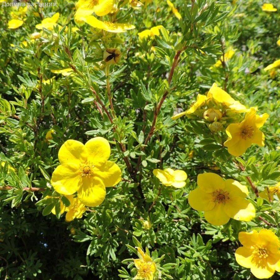 Лапчатка кустарниковая Лонгакр, С3 - Dolinasad.by