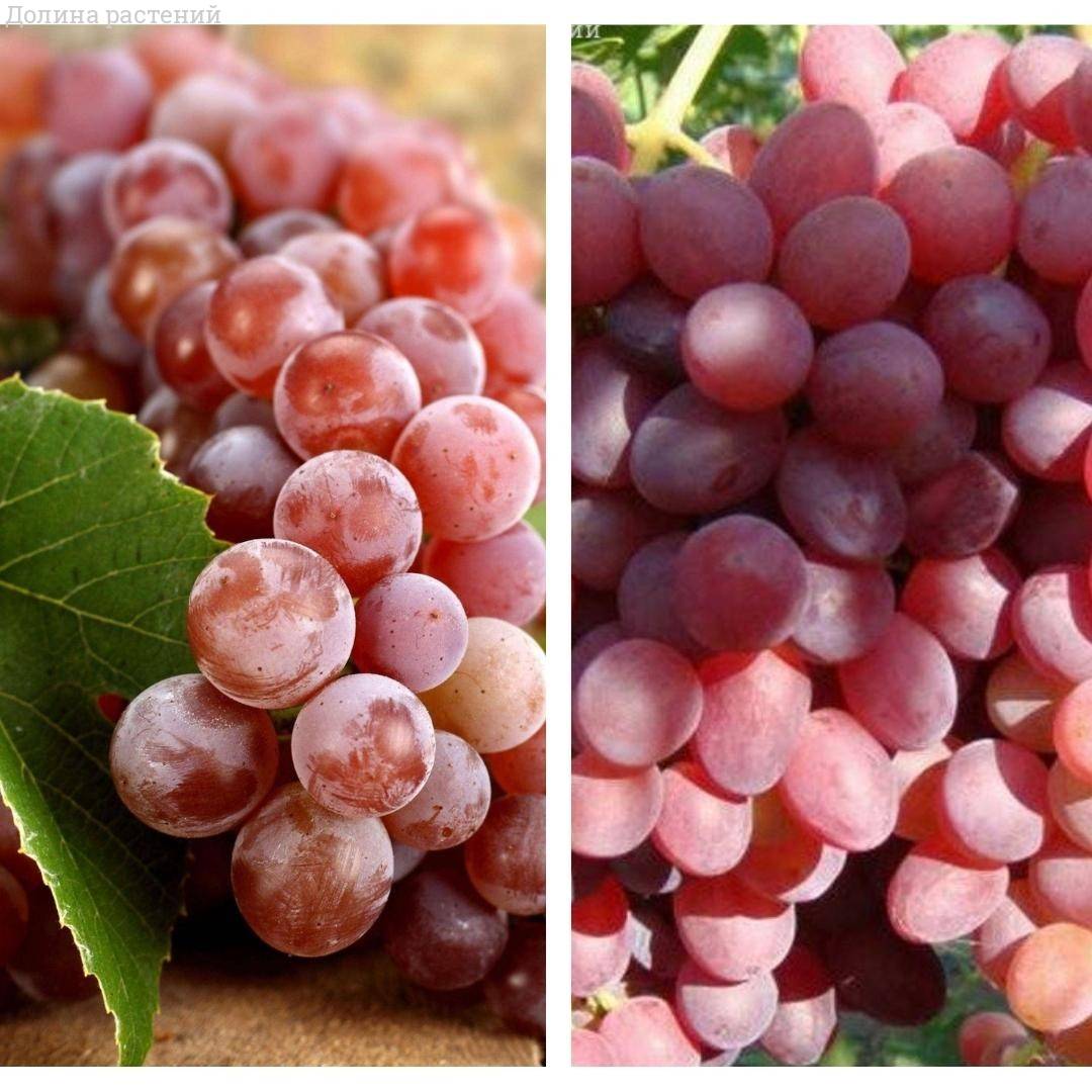 Комплект саженцев розового винограда - Dolinasad.by