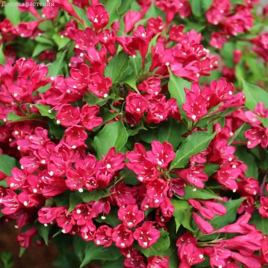 Вейгела Эвита, С3 - Dolinasad.by