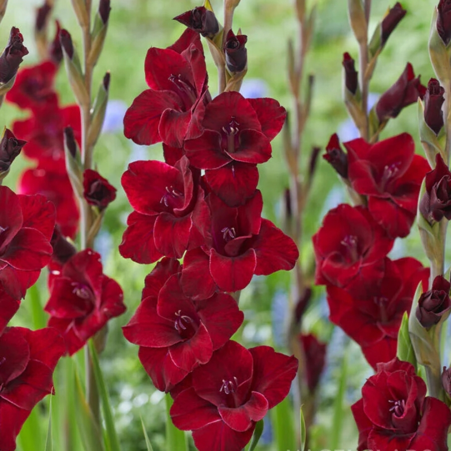 Гладиолус Фэт Бой - Dolinasad.by