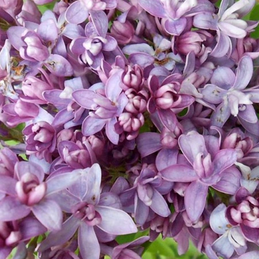 Сирень обыкновенная Надежда, С3 - Dolinasad.by