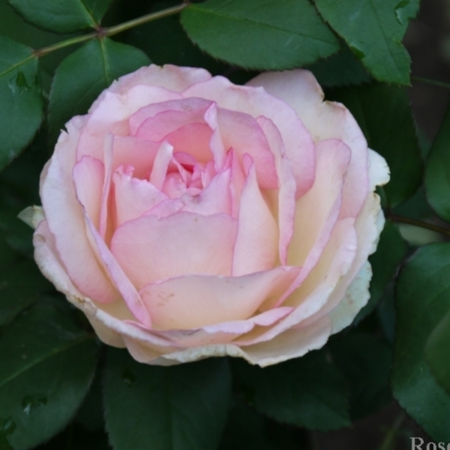 Роза Суиенер де Баден Баден Роза Суиенер де Баден Баден - Dolinasad.by