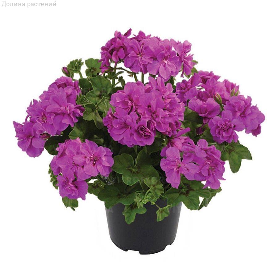 Пеларгония ампельная Санфлорис Аметистовая - Dolinasad.by