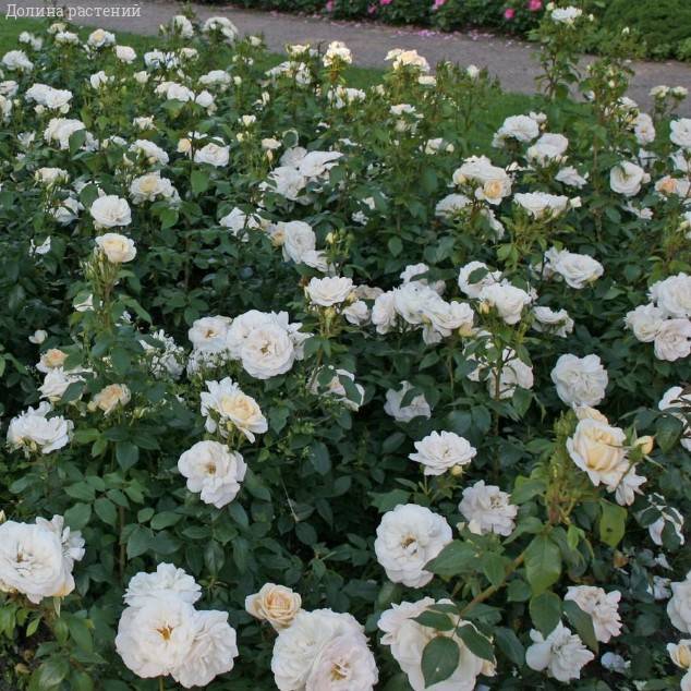 Роза Космос в горшке - Dolinasad.by