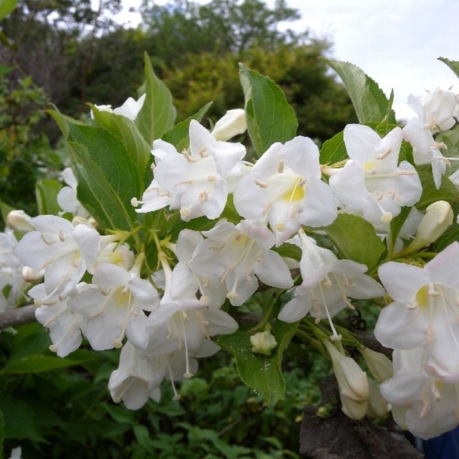 Вейгела Сноуфлейк, С3 - Dolinasad.by