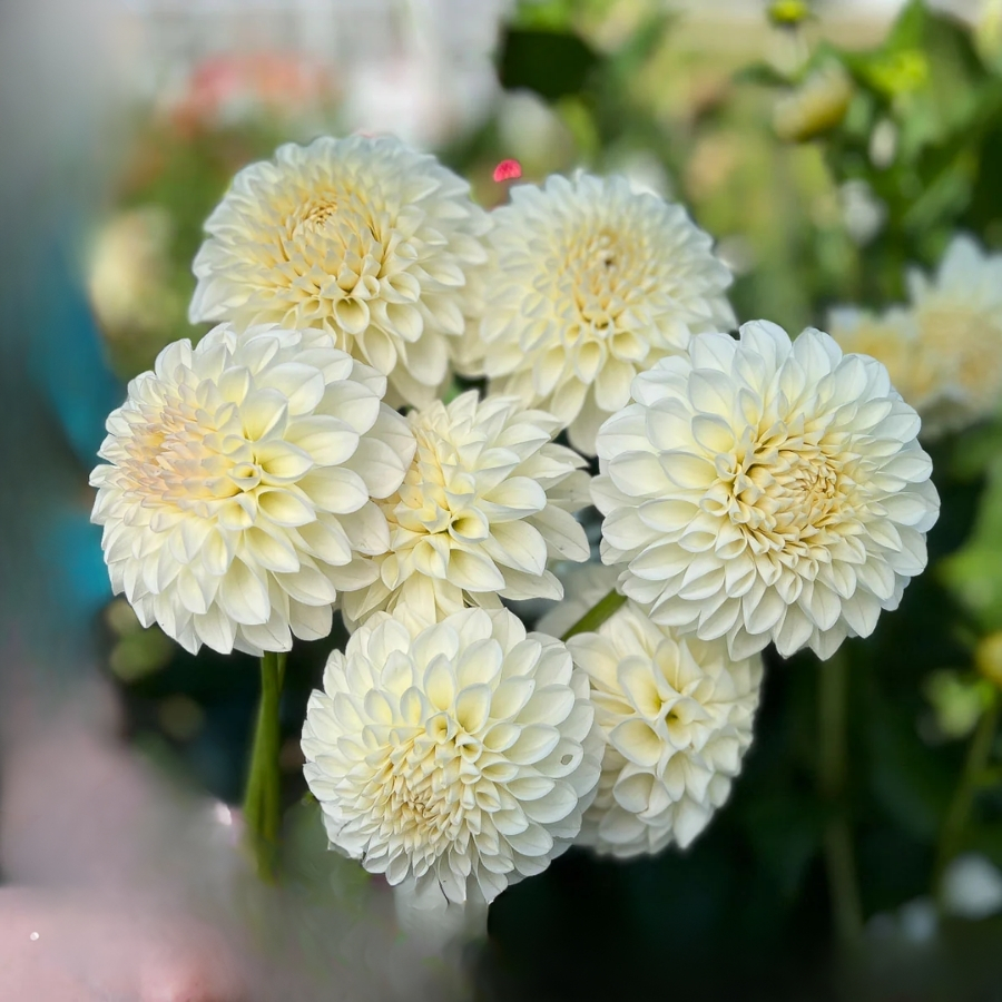 Георгина Бум-Бум Вайт - Dolinasad.by