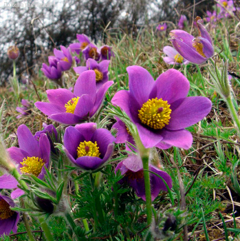 Прострел обыкновенный - Dolinasad.by