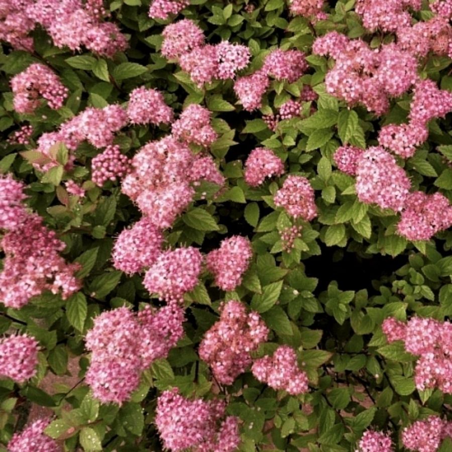 Спирея японская Манон, С7,5 - Dolinasad.by