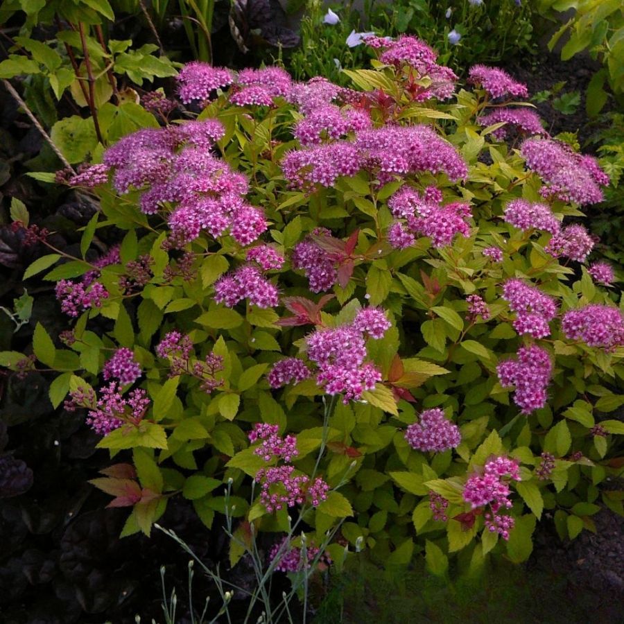 Спирея японская Манон, С2 - Dolinasad.by