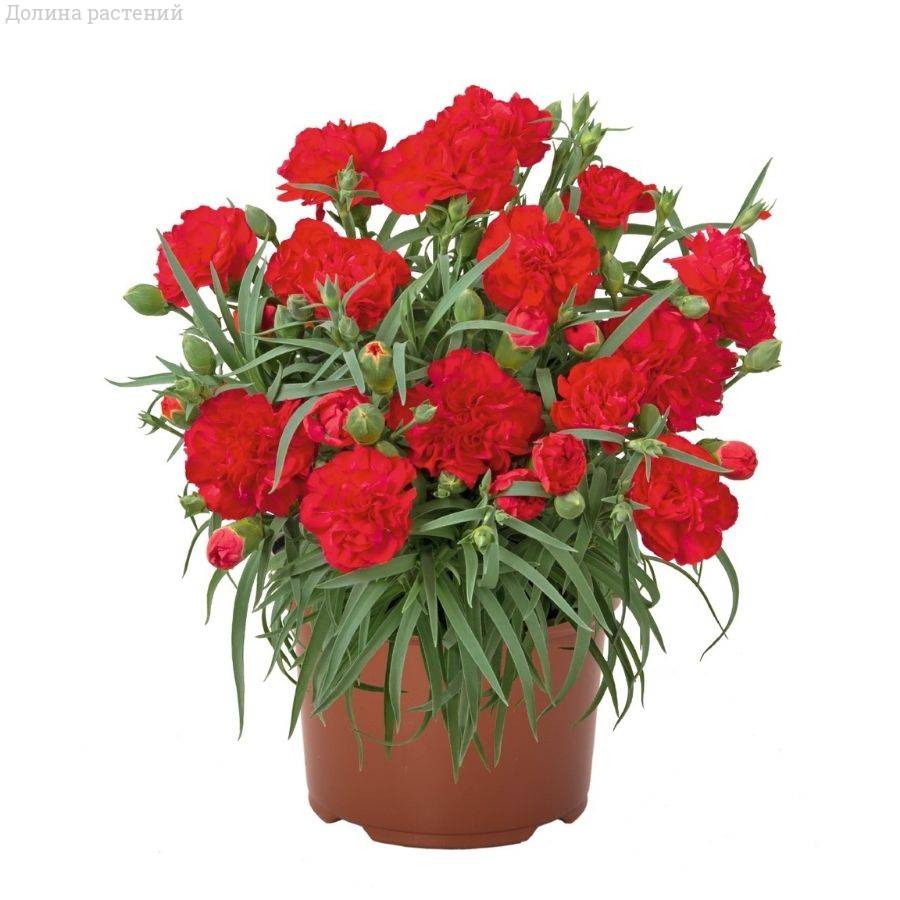 Гвоздика Ориентал Май Фэйр Леди - Dolinasad.by