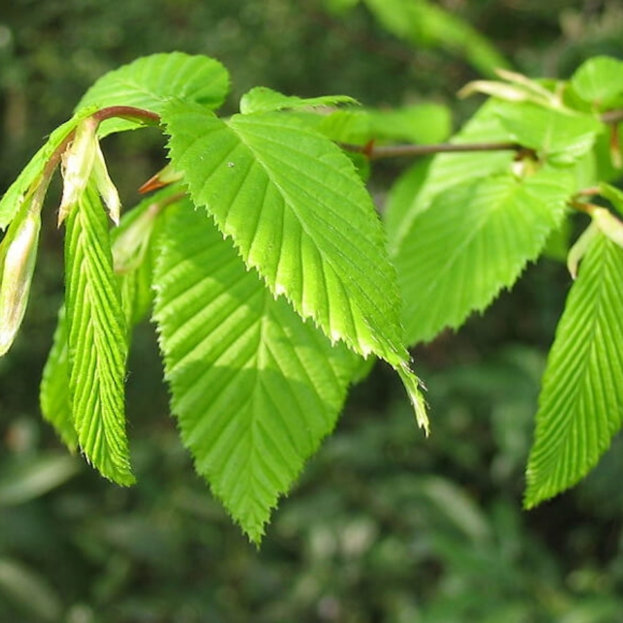 Граб обыкновенный, С3 - Dolinasad.by