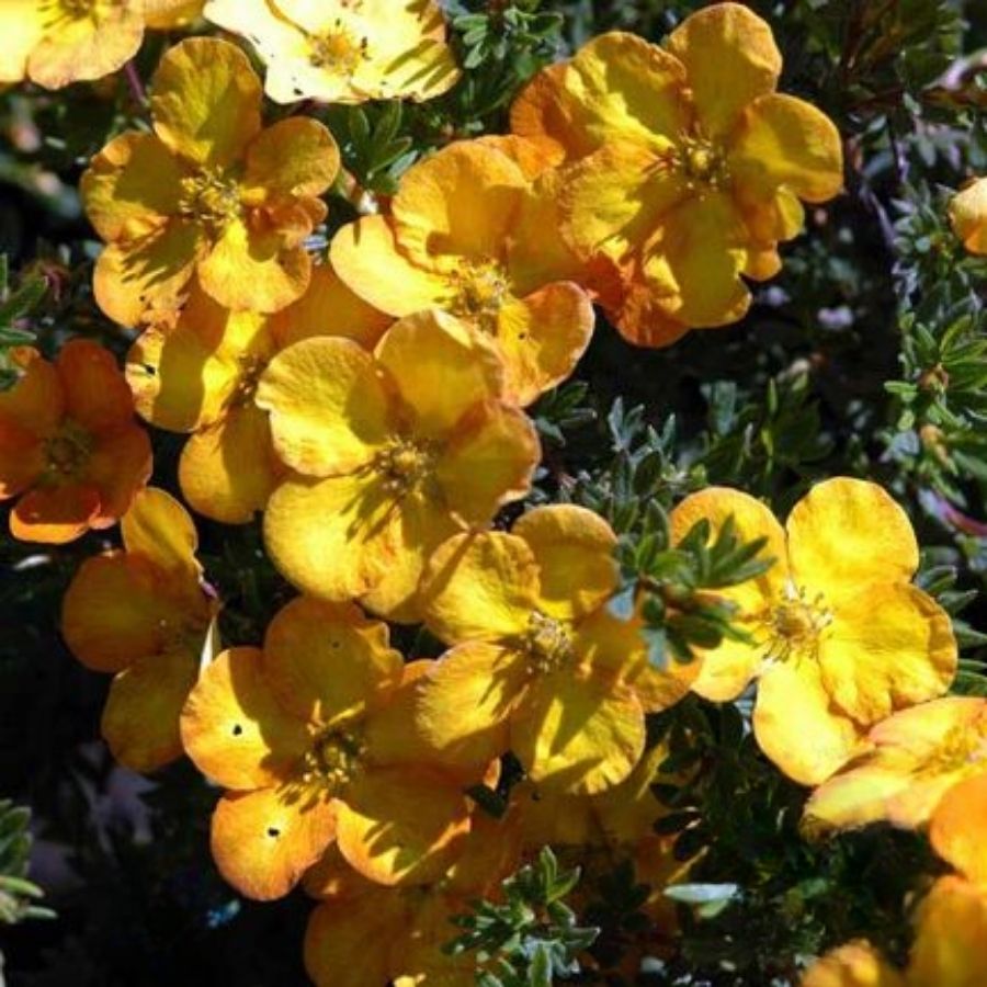 Лапчатка Аннет, С3 - Dolinasad.by