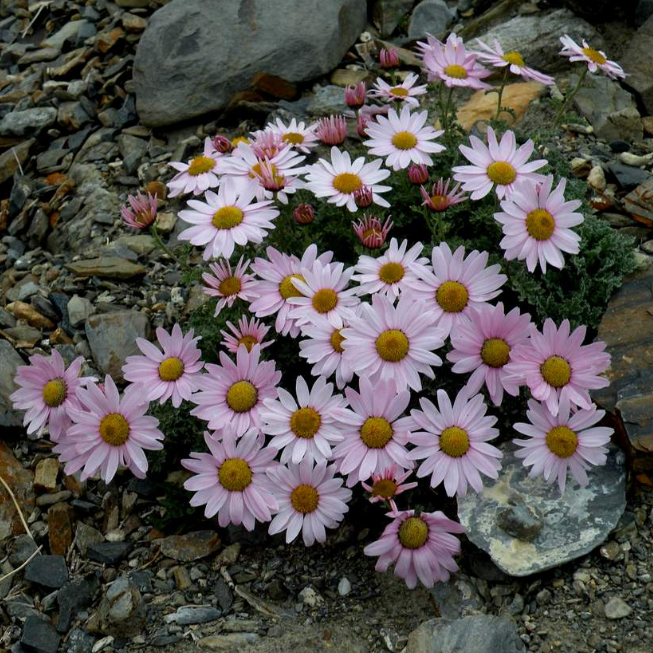 Хризантема арктическая Розеум фото