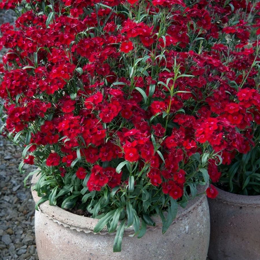 Гвоздика Айк - Dolinasad.by