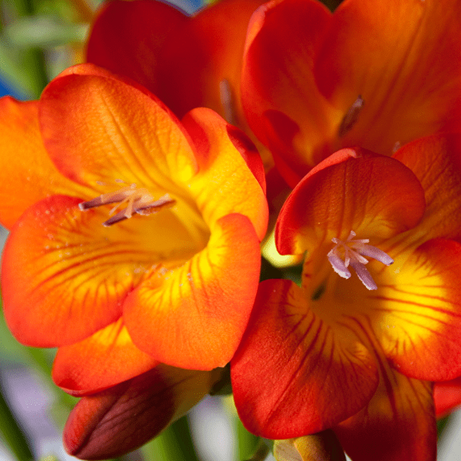 Фрезия Махровые оранжевая фото